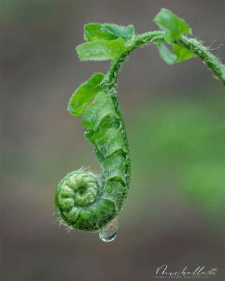 北海道風景怎麼樣 一場春雨後的山巒更顯翠綠